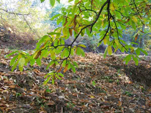 El Castañar, Béjar