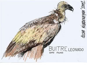 Aves de la Comarca de Béjar