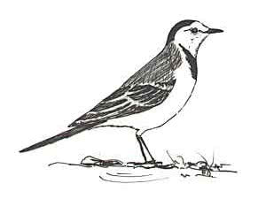 Las Aves de la Sierra de Béjar