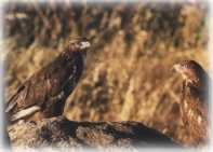 Entorno Sierra de Béjar