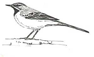 Lavandera Cascadeña