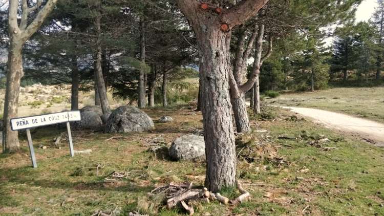Paraje de La Peña de la Cruz con pinos e indicador de altitud (1443m)