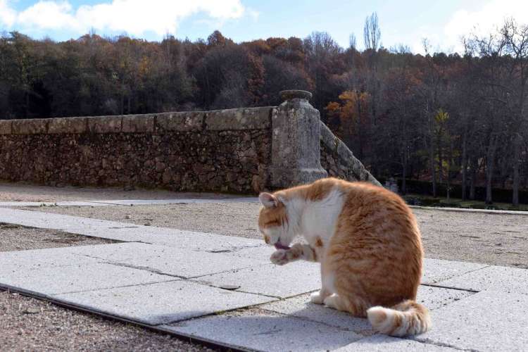 Gregorio, el gato de El Bosque. Diciembre 2025