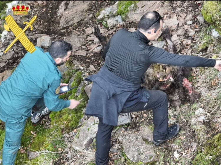 Agentes del SEPRONA inspeccionan el cadáver de la cabra montés abatida en los barrancos del arroyo Cabrera, en el término municipal de Lagunilla