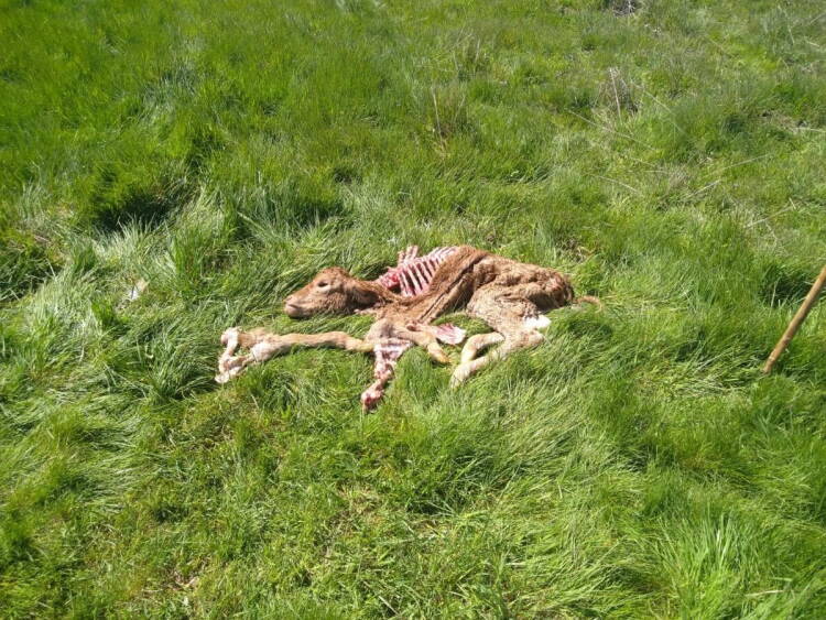 Ternero muerto tras ataque de buitres en Cabeza de Béjar en una finca ganadera