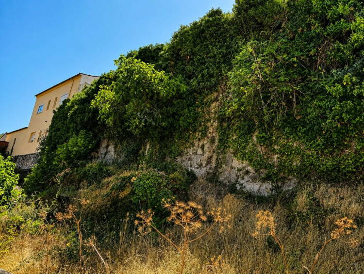 Vegetación cubriendo un tramo de la muralla de Béjar, cuyo deterioro ha sido denunciado