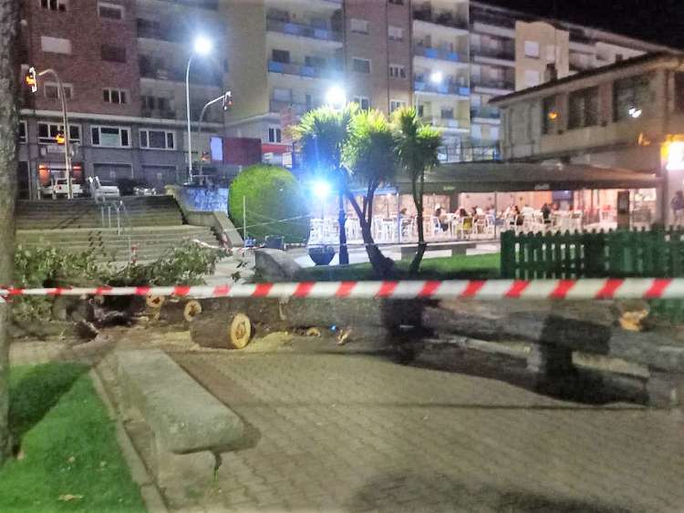 árbol caído en el suelo