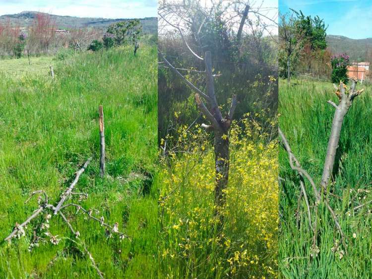 Nuevos actos de vandalismo , árboles cortados en San bartolomé de Béjar