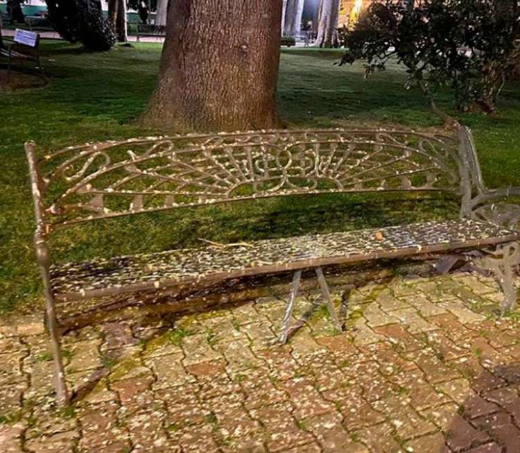 Banco ensuciado por excrementos de estorninos. Imagen publicada en RRSS por el PP de Béjar