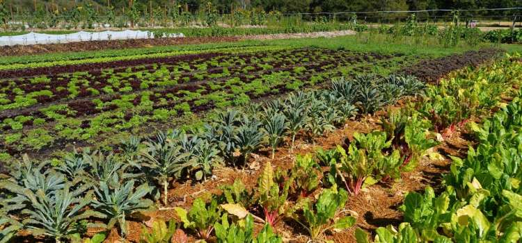 Ejemplos de Jardines Franceses (Foto: Potager Chambord)