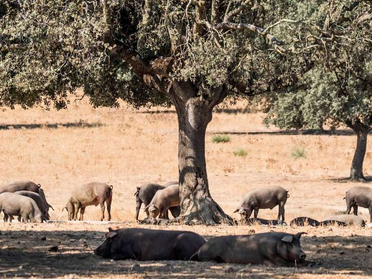 Cerdos ibéricos en el campo