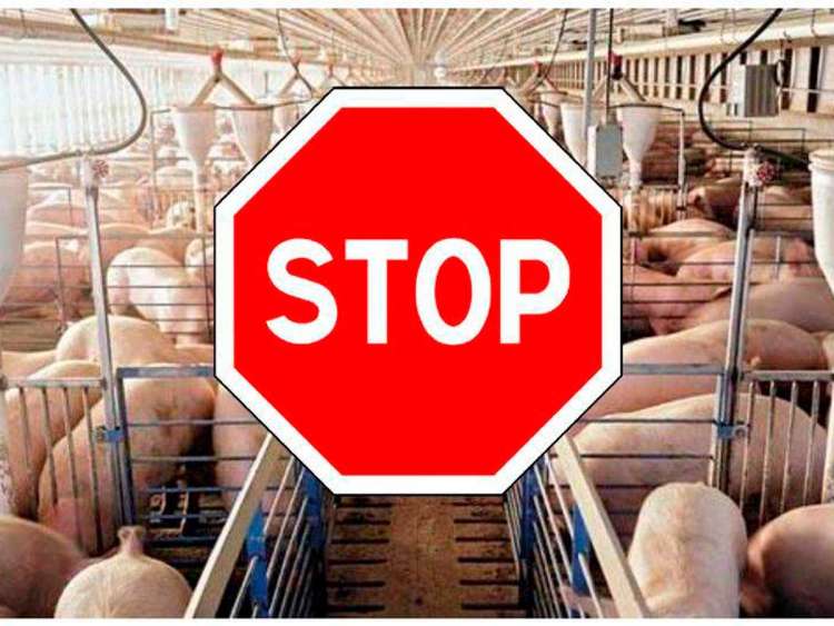 Imagen de una granja porcina