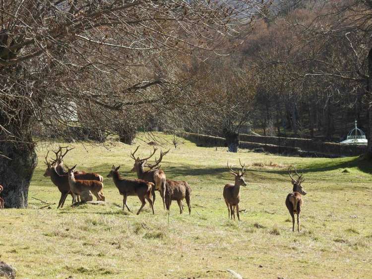 Ciervos en El Bosque de Béjar