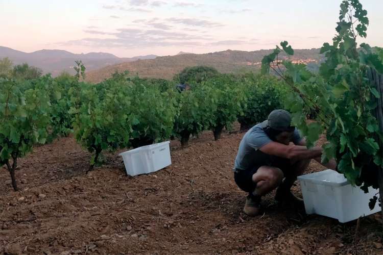 Viticultor recogiendo las primeras uvas de la vendimia