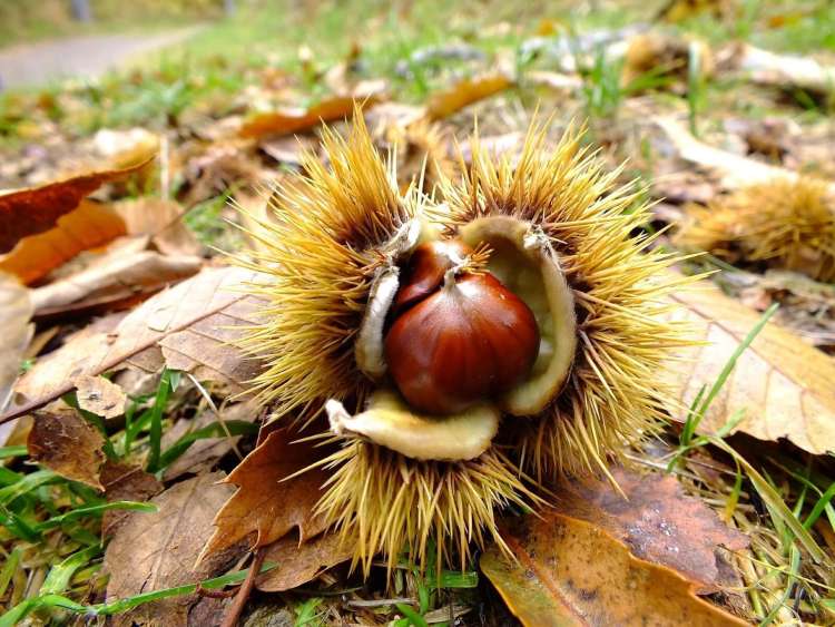 Castañas en su erizo sobre hojas secas en un castañar durante el otoño