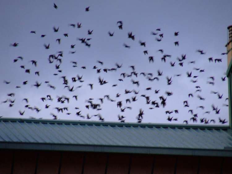 Plaga de aves sobre los tejados bejaranos