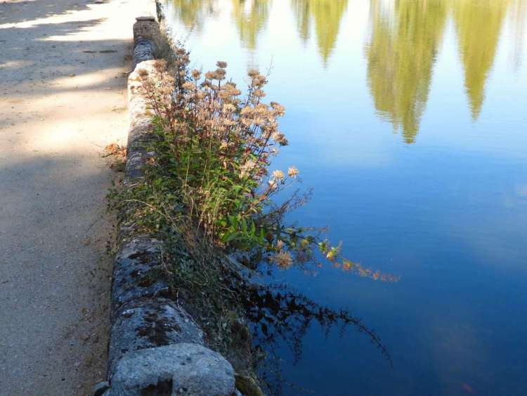 Muro del estanque con maleza y arbustos creciendo en su interior