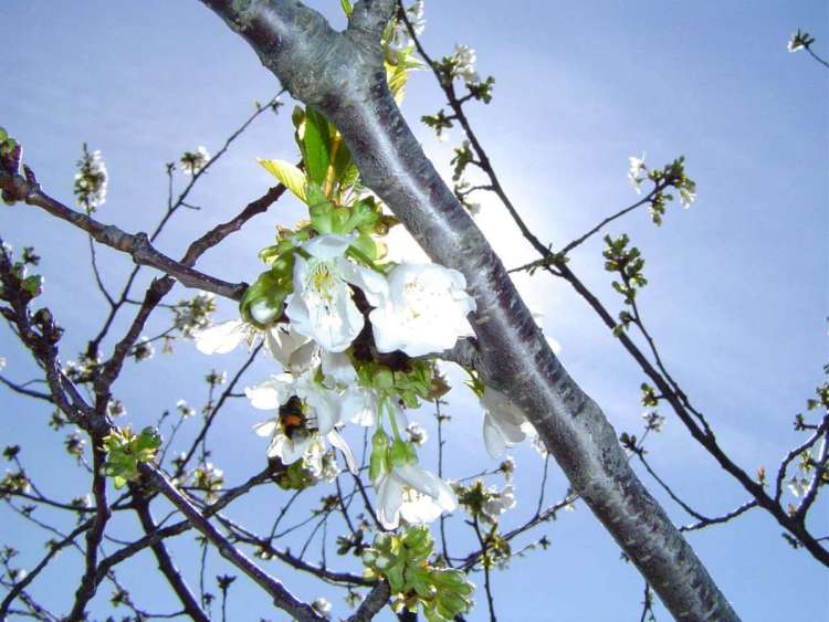 Cerezos de Sotoserrano en flor