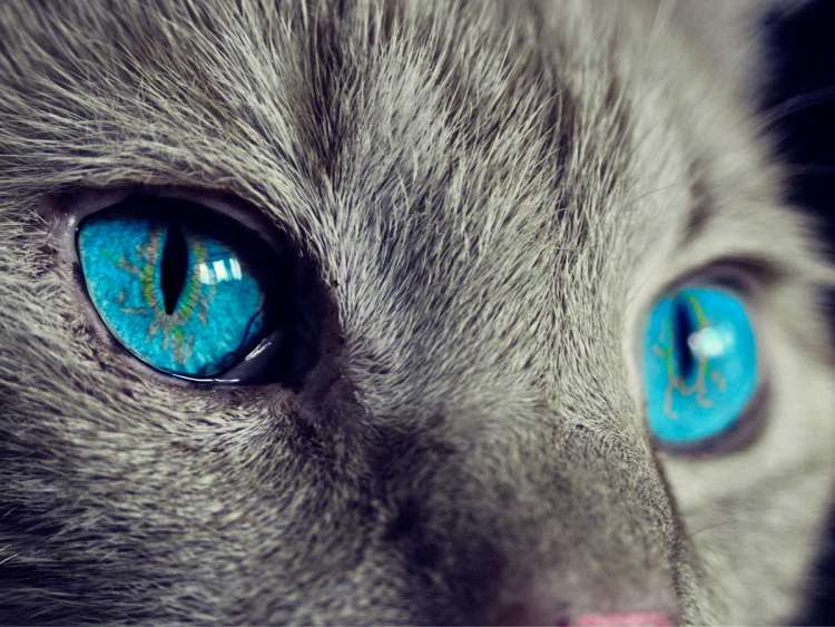 Ojos de gato