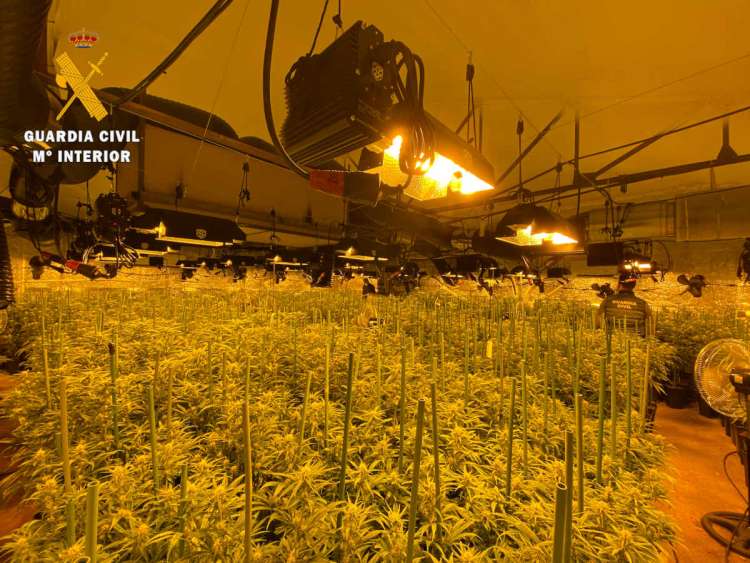 Instalaciones con plantas de Marihuana intervenidas por la Benemérita
