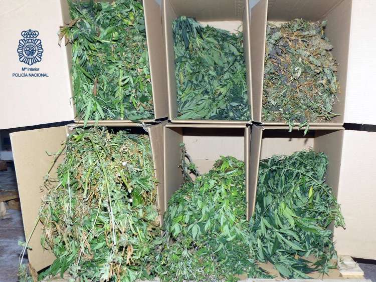 Marihuana incautada en Salamanca