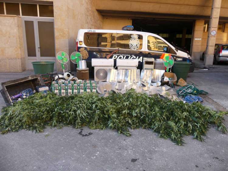 Plantas de Marihuana incautada por la Policí a Nacional de Salamanca