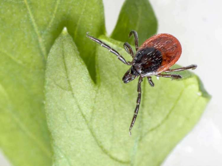 Ixodes ricinus, garrapata común