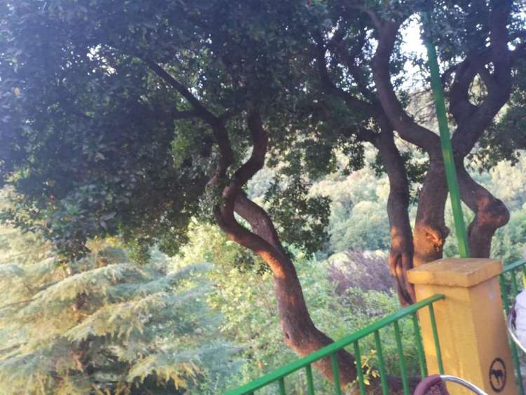 Madroño en el Paraje de MonteMario de Béjar