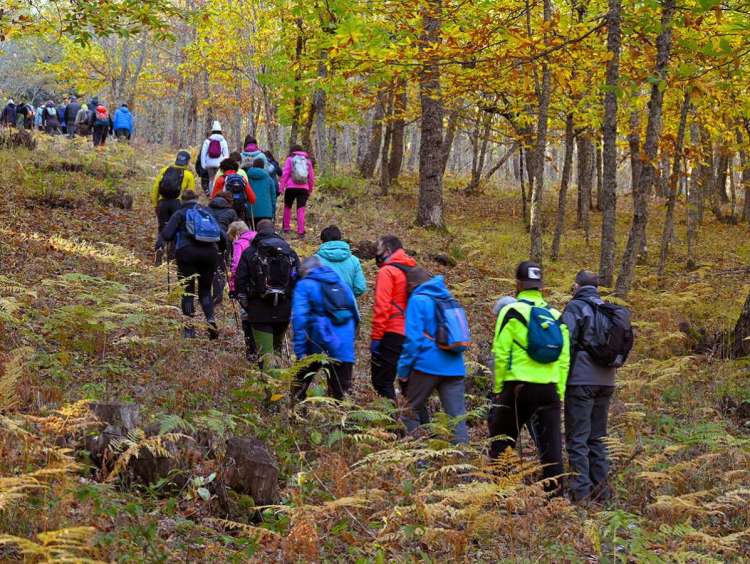 Senderistas subiendo a través de un bosque en la Marcha O...To...Ño