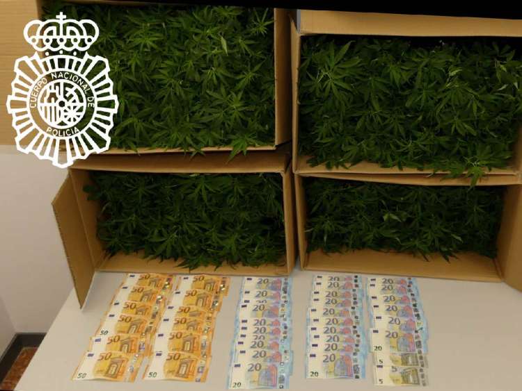 Alijo de plantones de marihuana y dinero incautado al detenido