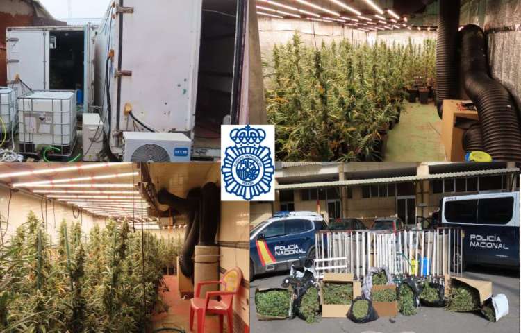 Collage con imágenes de la incautación de plantas de Marihuana en Salamanca
