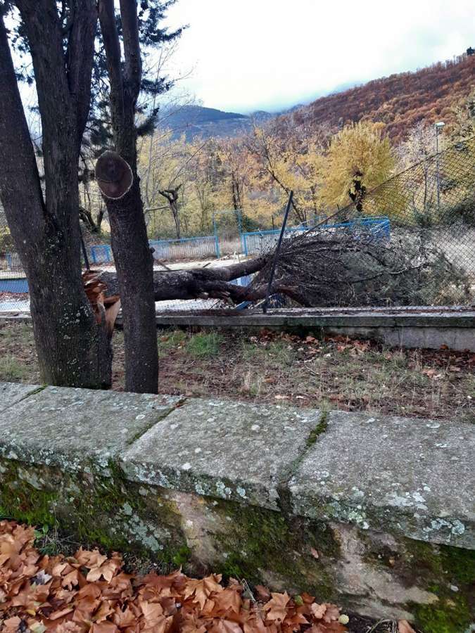 Árbol derribado por el viento en Monte Mario