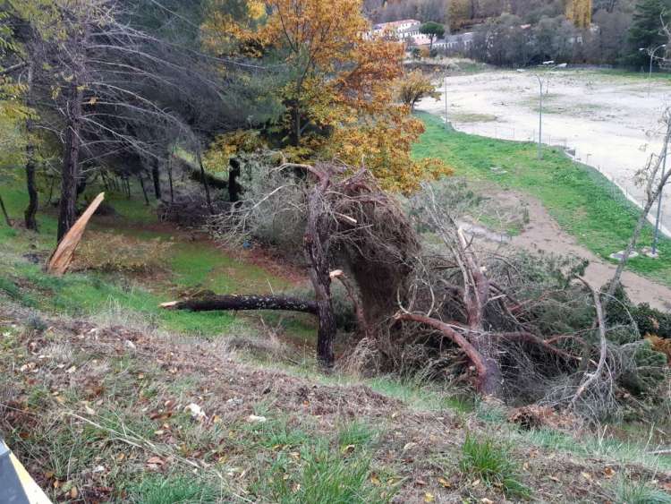 Árbol derribado por el viento en Monte Mario
