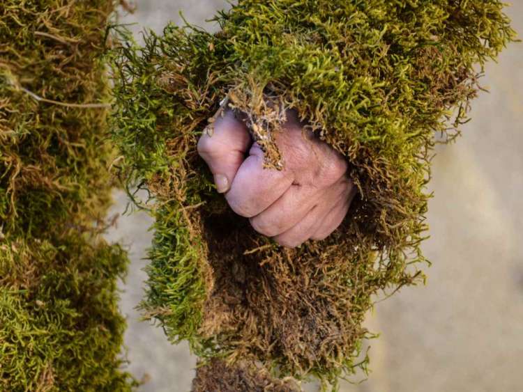 Detalle de una mano cubierta de Musgo 
