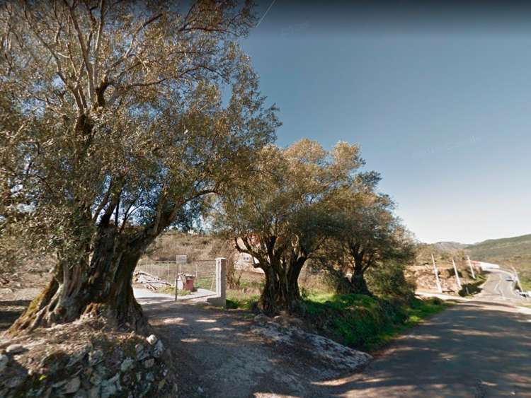 Olivos centenarios en la salida de San Esteban en la DSA 241