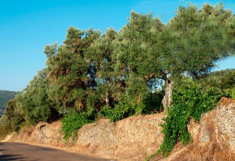 Olivos mencionados en el informe de la Plataforma