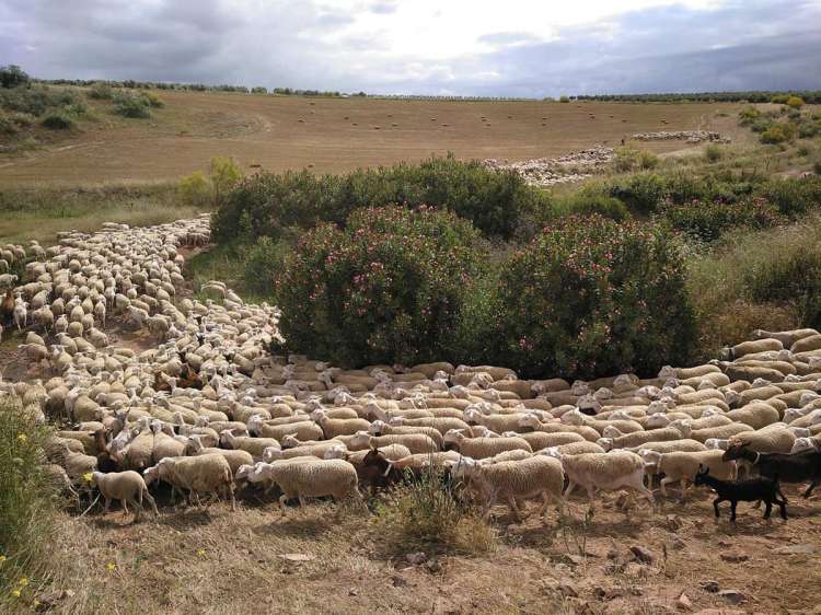 Ovejas trashumando por la vía pecuaria