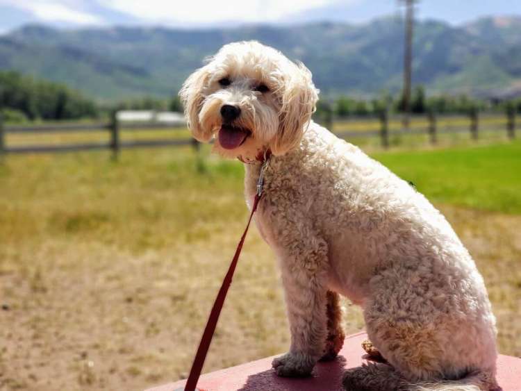 Perro sentado junto a un parque