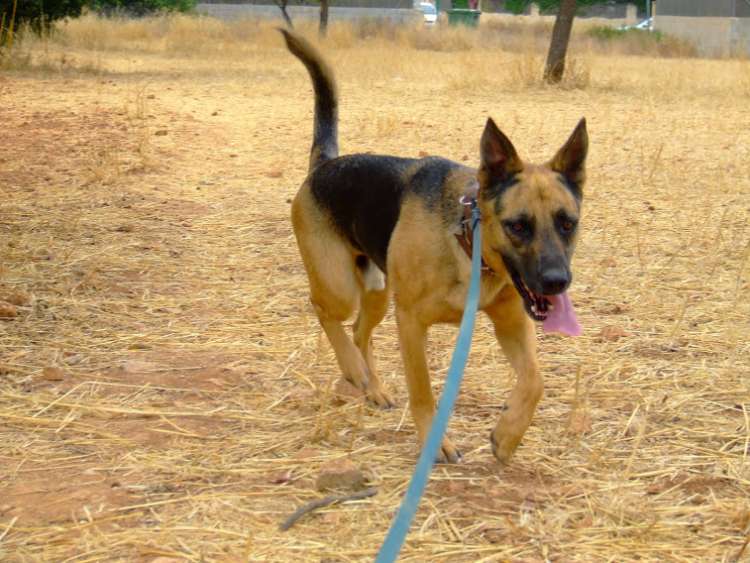 Perro raza Pastor Aleman, con correa
