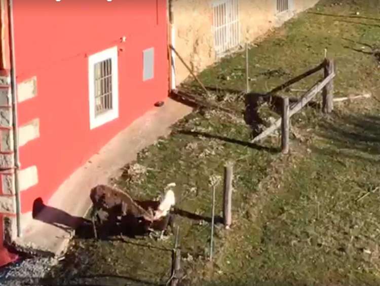 Perros de caza acosan y muerden a un ciervo en El Bosque de Béjar