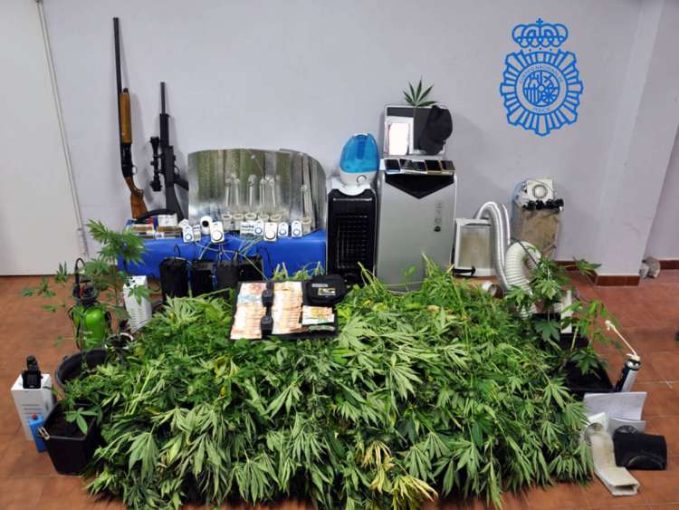 Plantas de marihuana y armas de fuego incautadas durante la operación