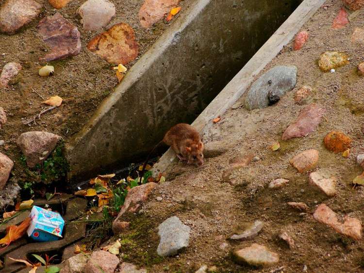 Rata junto a basura