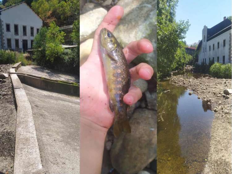 Collage de imágenes con algunos de los efectos denunciados por la el colectivo Peña de la Cruz