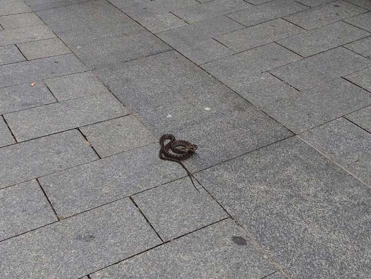 Serpiente en el suelo de la calle Mayor de Reinoso de Béjar