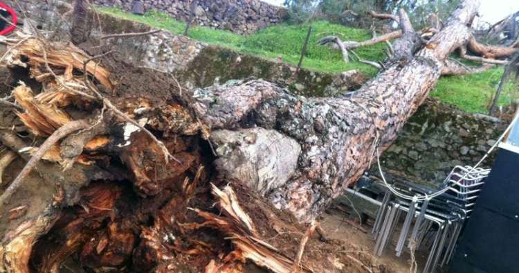 Árbol desplomado aplastando un vehículo en Béjar