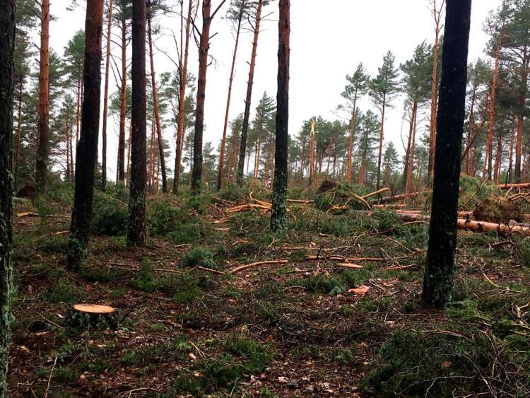 Imágenes de las talas en el monte de Candelario