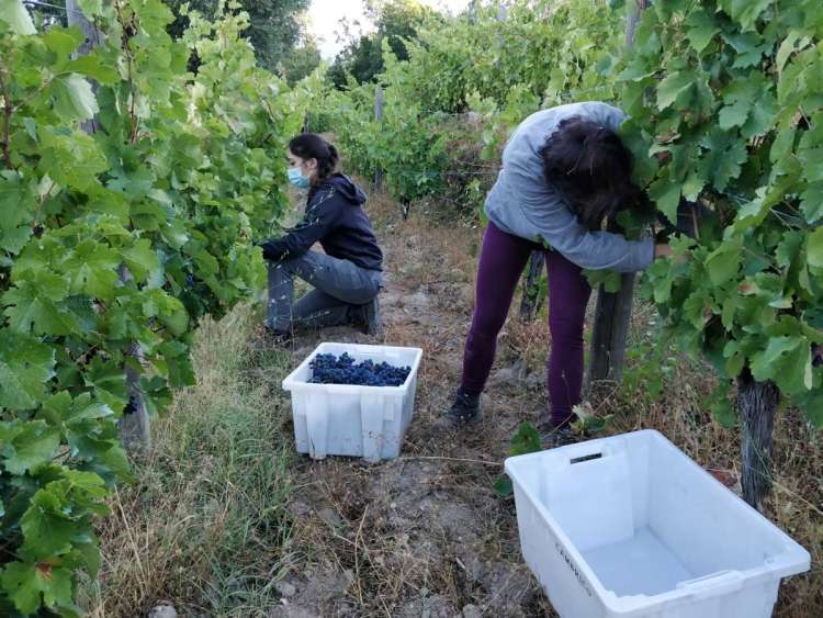 Vendimiando en la DOP Sierra de Salamanca