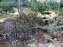 Incendio en el castañar