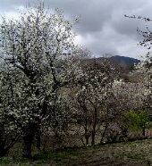 Los cerezos en flor, principal reclamo turístico para la zona                                                                                         