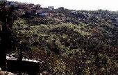 Miranda del Castañar: Reforestación de 50 hectáreas de La Ladera
